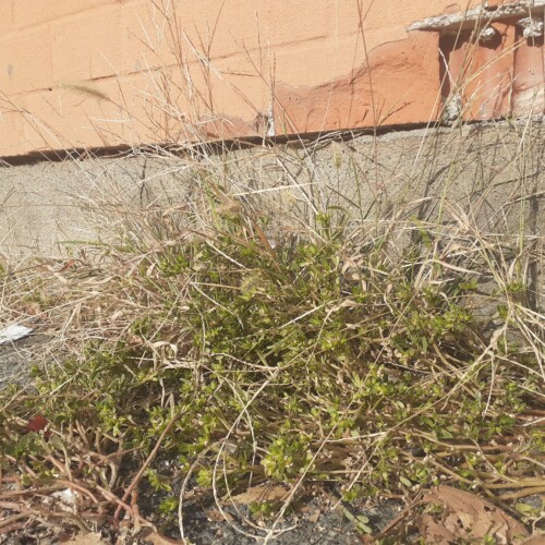 Ad Alessandria multe fino a 150 euro ai proprietari che non tolgono le erbacce tra muro di casa e marciapiede