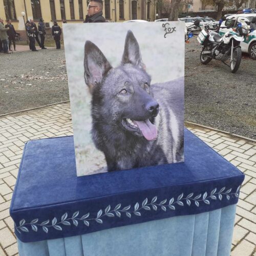 10 anni di prezioso aiuto: l’addio commosso al cane Fox