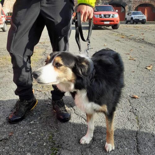 Esercitazioni dei Vigili del Fuoco: droni e i cani Fiona e Iole per simulare la ricerca di persone sotto le macerie