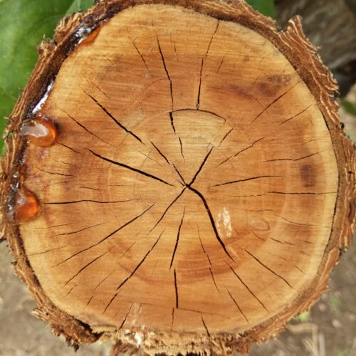Alberi natalizi di commercianti e cittadini: il problema non è quando (e se) verranno danneggiati ma perché pensiamo debba per forza accadere