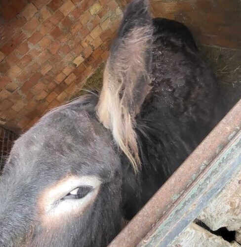 Oipa sequestra tre asini, due pony e un cavallo a Novi: “Costretti a vivere in piccoli box senza lettiera”