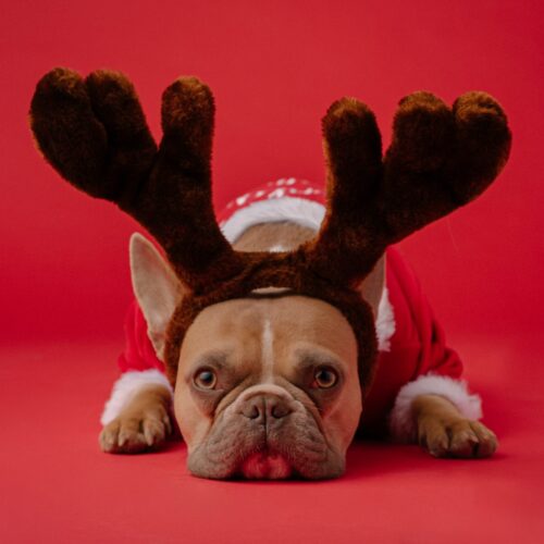 Pet Gold Christmas: tutte le foto dei vostri amici pelosi in concorso