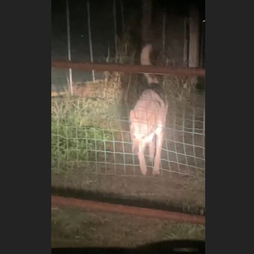 Avvistato un lupo vicino al cimitero di Casalbagliano