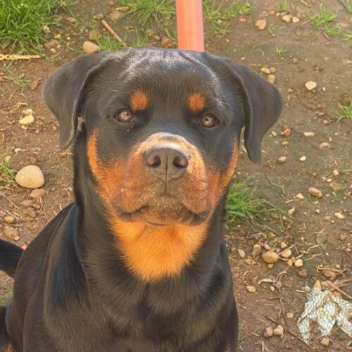 Choc al Parco del Roccolo a Parabiago: cacciatore uccide un cane sparando alla testa