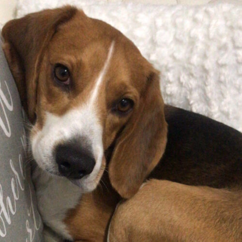 Il dolore di Sara: “Il mio cane Pongo ucciso da un boccone avvelenato, state attenti”