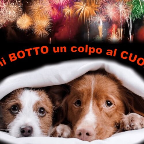 Alessandria contro i botti: “Per gli animali sono un colpo al cuore”. Multe fino a 500 euro