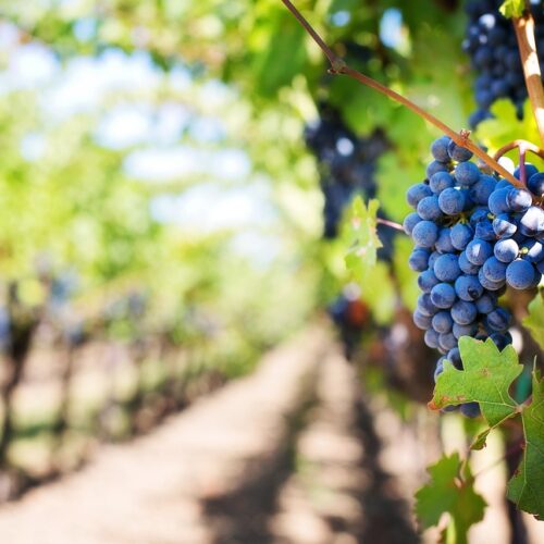 Agricoltura in Piemonte: via al bando regionale da 45 milioni a favore dei giovani