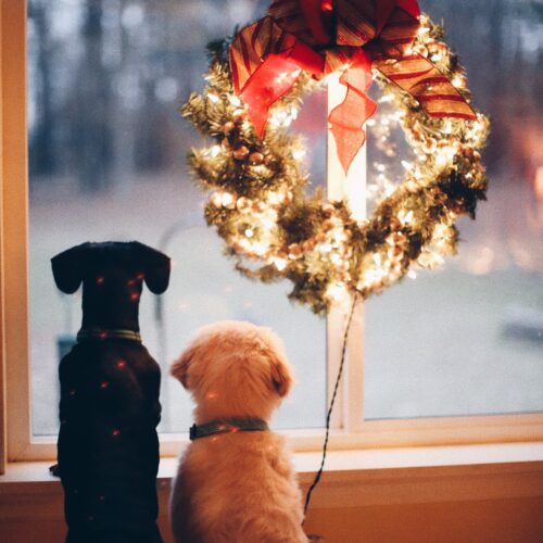 Pet Gold Christmas: come votare la foto più bella e vincere la fornitura Monge