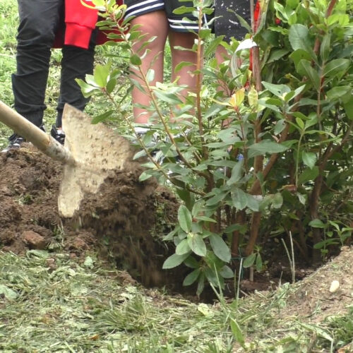 M5S Alessandria: “Un bosco della Memoria per celebrare una nuova nascita o ricordare chi non c’è più”