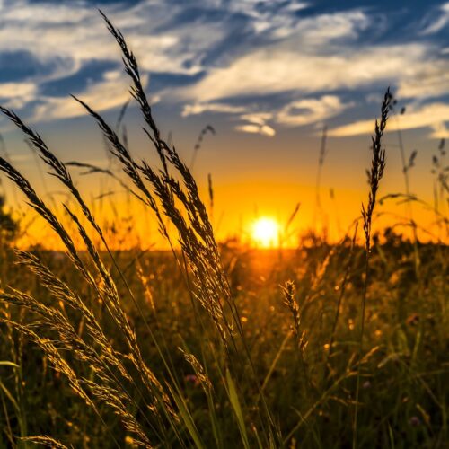 Assessorato Agricoltura: due bandi da 50 milioni di euro totali a sostegno delle aziende e commercio prodotti