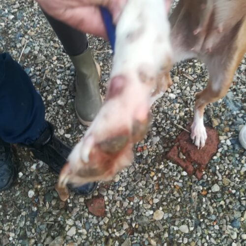 Ferite su costato e zampe e niente acqua nel box. Le Guardie Zoofile Gepa sequestrano cane da caccia