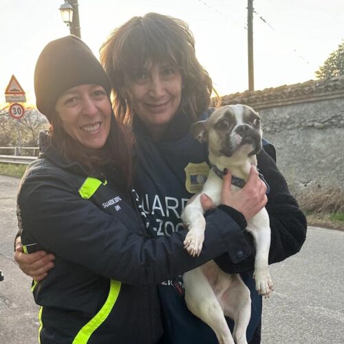Solo, disidratato e denutrito, Oipa salva un cucciolo di Bulldog