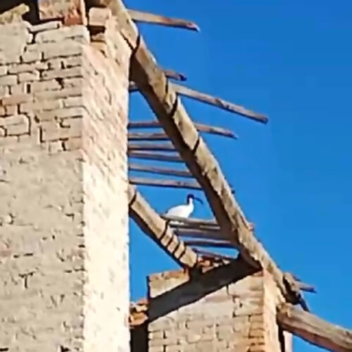 Dopo gli aironi ora anche gli Ibis a Valmadonna