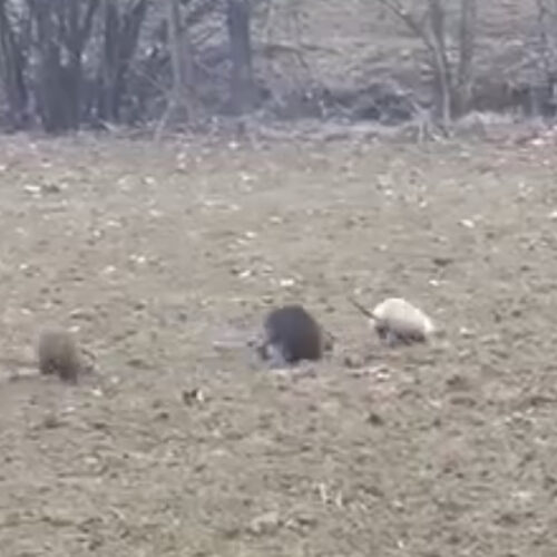 Valmadonna offre ancora spettacolo: la nutria albina dopo l’airone “guardabue” e l’ibis