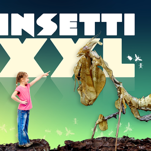 Insetti giganti da vicino con la mostra XXL