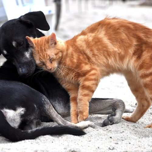 Corso gratuito per riconoscere e contrastare i maltrattamenti sugli animali: via alle iscrizioni