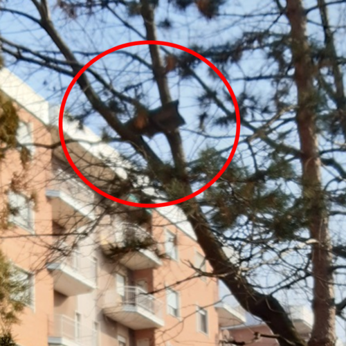 Rimosso il pezzo di tetto in bilico su un albero ai giardini del quartiere Europa