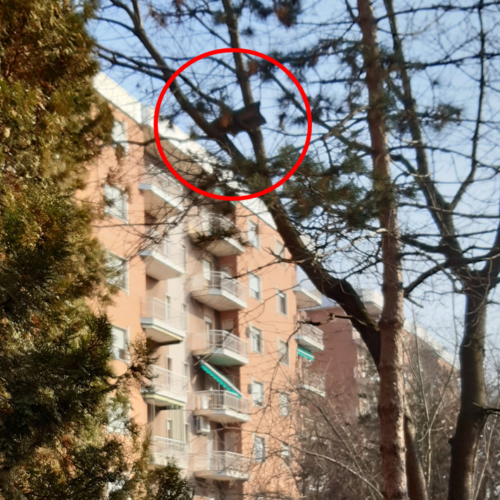 Sull’albero di un giardino pubblico del quartiere Europa un pezzo di tetto in bilico da oltre 3 anni