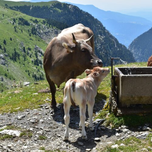 Bando malghe, alpeggi e rifugi Regione Lombardia: a Pavia 190mila euro