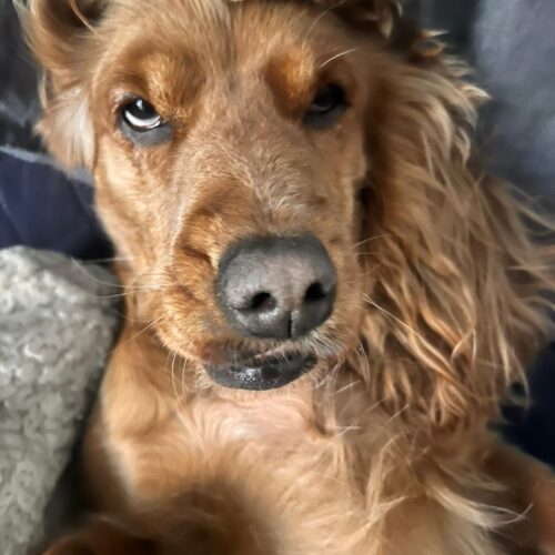 Un cocker divo che fa la piega e un rottweiler che resiste a una pallina: i vincitori di Pet Gold Talent