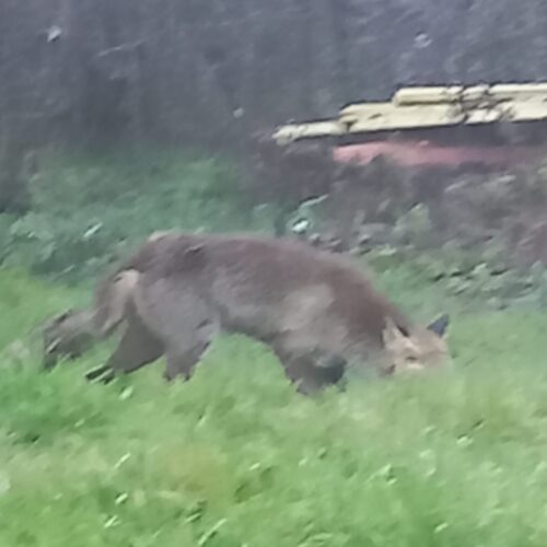 La foto: la sorpresa di un lettore per una volpe nel giardino di casa