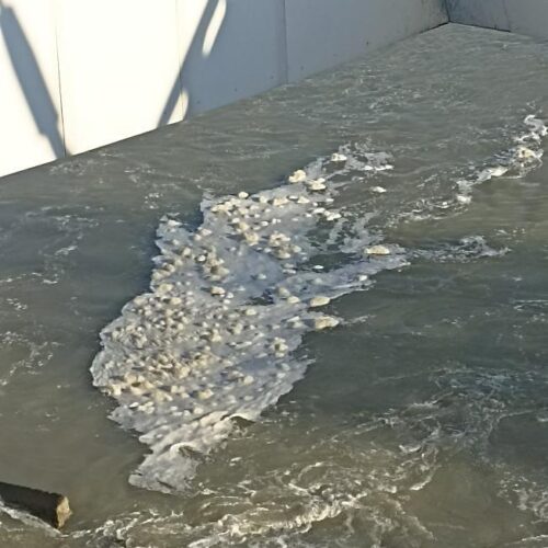 Sempre più evidente la schiuma sul Tanaro sotto il ponte Meier