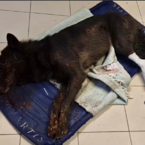 Lupa salvata dai lacci dei bracconieri: curata a Codevilla, ora è al Centro Monte Adone