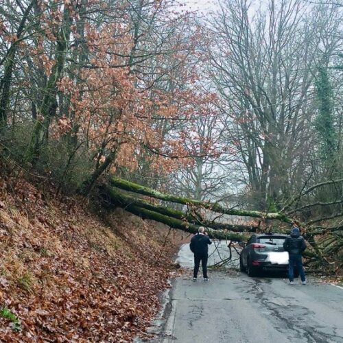 Albero cade sulla strada tra Novi e Tassarolo: un’auto frena in tempo
