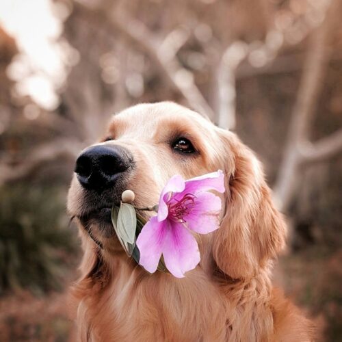 Pet Talent Gold: mostrate in un video le qualità del vostro cucciolo