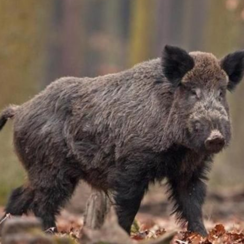 Peste suina, nuovi casi in Val di Nizza. Legambiente: “Battute inefficaci, picco di PSA: servono nuove misure”