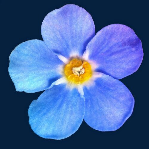 La gentilezza diventi virale: ad Alessandria ogni giorno un fiore da cercare e postare