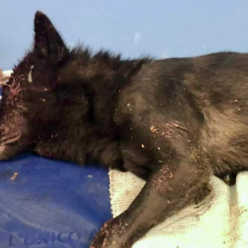 Lupo intrappolato: i Carabinieri trovano lacci per maltrattamenti e denunciano una persona