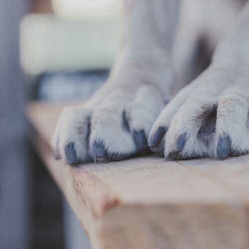 Costretto a vivere tra masserizie e senza uno spazio dove riposare. Cane tratto in salvo dopo la segnalazione al Welfare Animale