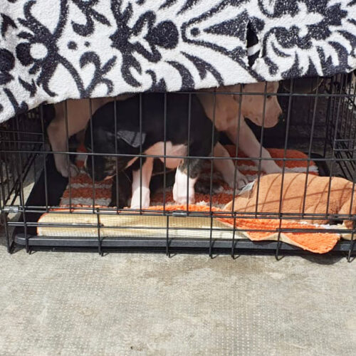 “Erano come giocattoli”:  l’Oipa salva due cuccioli dalla gabbia e denuncia il proprietario