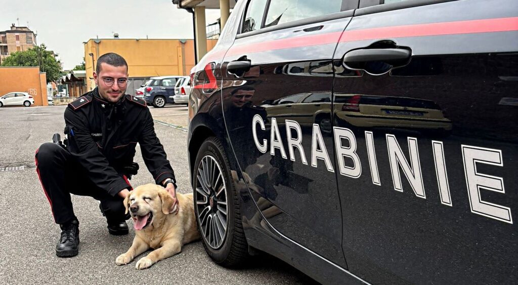 Cane Harley ritrovato Carabinieri