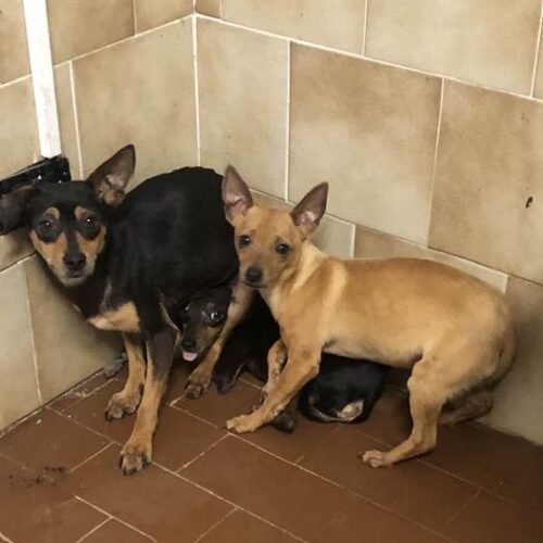 Chiusi in una scatola sigillata e gettati in un campo: cani salvati ad Acqui