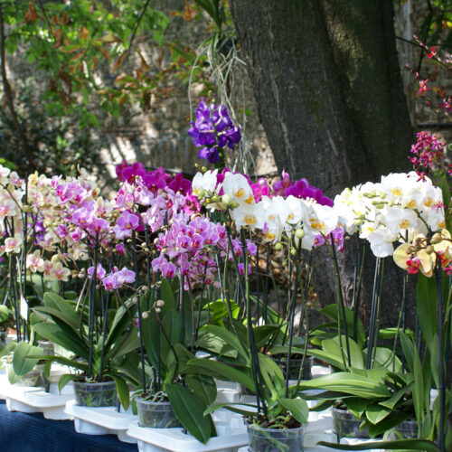 Al Giardino Botanico torna l’Alessandria Green Week, tra piante, giochi, passeggiate e musica