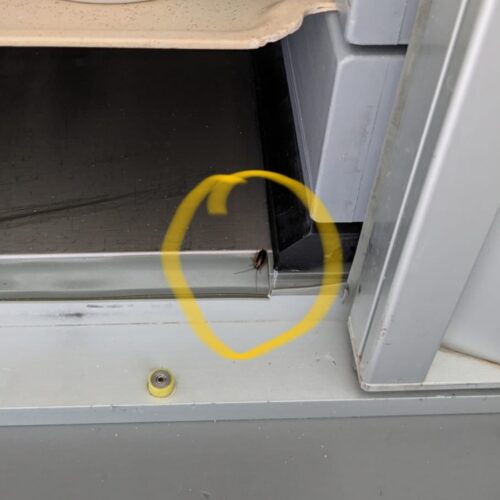 Scarafaggio nel carrello della cucina dell’Ospedale di Alessandria. L’Azienda: “Disinfestazione già intensificata”