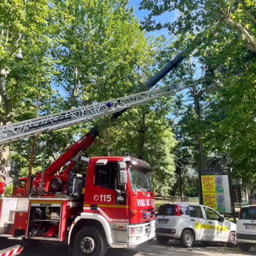 Si spezza grosso ramo. Vigili del Fuoco mettono in sicurezza la pianta in viale della Repubblica