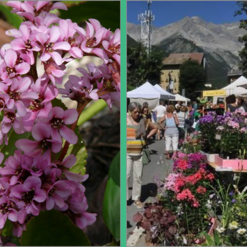 Domenica torna “Flor” Bardonecchia: un tripudio di fiori, colori e sapori tra le montagne