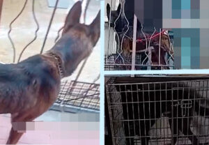 Due Malinois salvati dall’incubo: denunciato il proprietario per maltrattamento