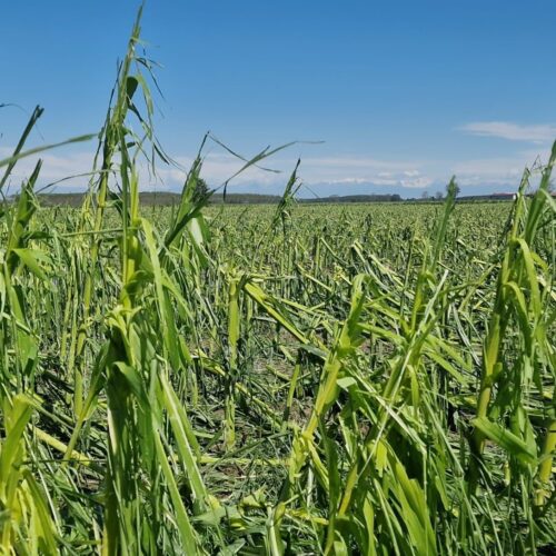 Maltempo, Confederazione Agricoltori: “Nel Casalese raccolti devastati da trombe d’aria e grandine”
