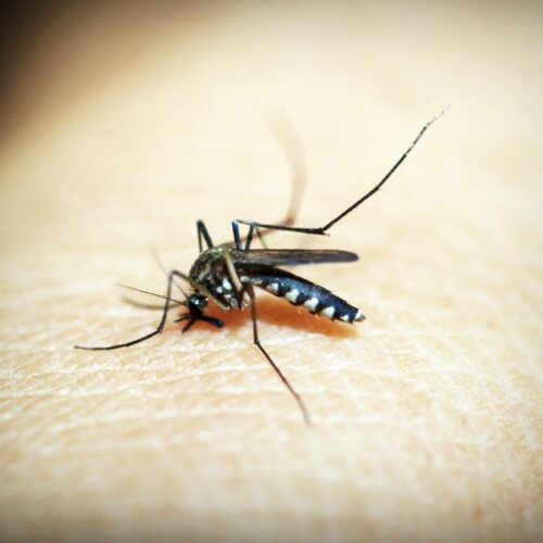 Lotta alle zanzare: gli interventi nel mese di giugno a Pavia