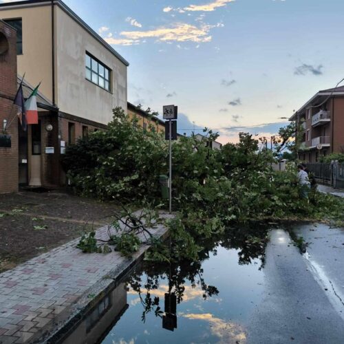 Maltempo abbatte sempre più alberi. Coldiretti: “Serve monitoraggio e cura delle piante”