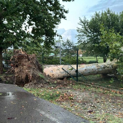 Temporale e forte vento ad Alessandria: alberi sradicati e abbattuti tra San Michele e Valenza