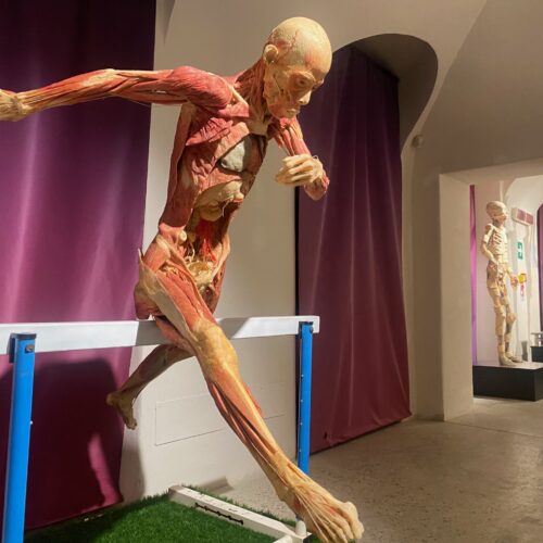 Real Bodies: al Castello di Casale l’arte del corpo umano