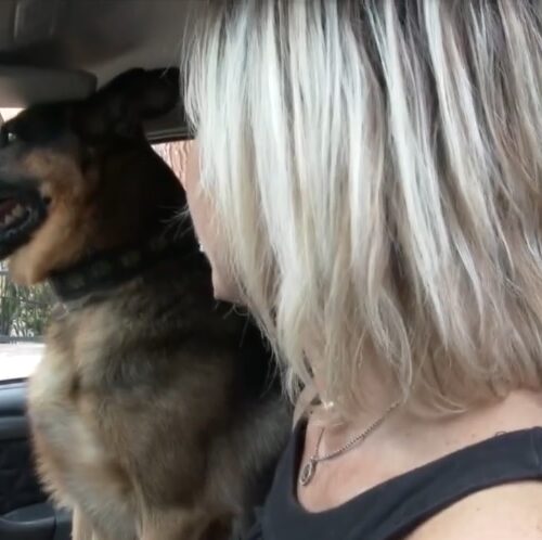 #senontiportononparto: lo spot della Polizia contro l’abbandono degli animali