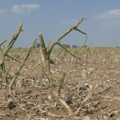 “Uno strazio”: a Solero e Felizzano il dramma degli agricoltori dopo la grandine. L’assessore regionale rassicura