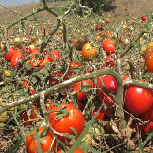 I danni della grandine ai pomodori: le voci da Lobbi e S. Giuliano e l’appello di Coldiretti per i risarcimenti