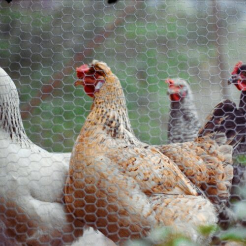 Allevamento galline Casei Gerola: ultimatum della Provincia, documenti in 10 giorni